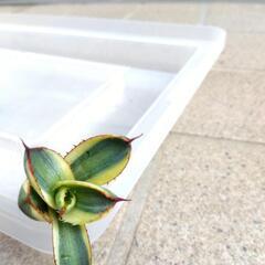 アガベ　五色万代　子株