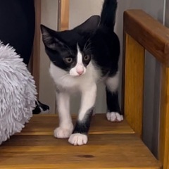 ずっとの家族が出来ました🍀はちわれ 白黒猫の女の子 心ちゃん