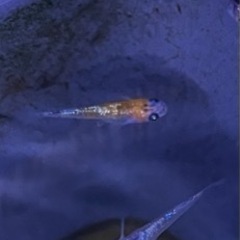 ラメ系めだか
