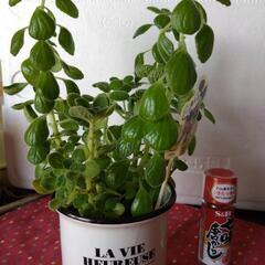 アロマティカス　観葉植物