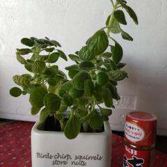 アロマティカス　観葉植物