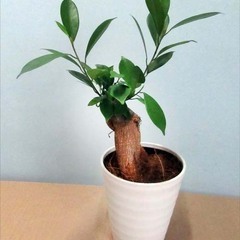 がじゅまるの木
