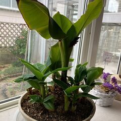 観葉植物　ドワーフモンキーバナナ　