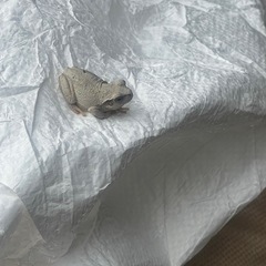 希少種！アルビノアマガエル