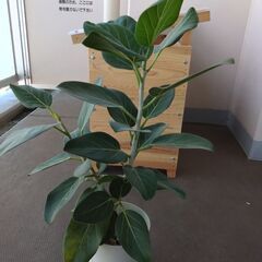 観葉植物