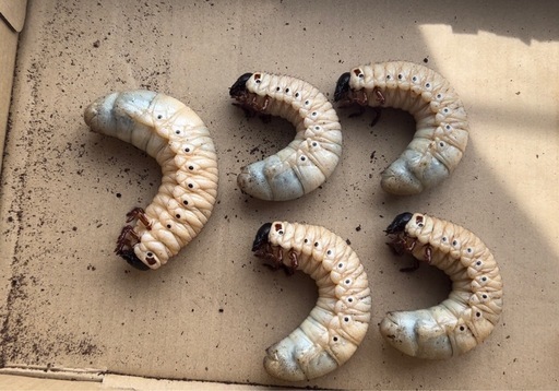 ヘラクレスオオカブト　３令幼虫　5匹