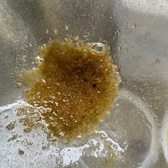 みじんこの画像