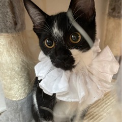 ⚽️🐈‍⬛　黒白の仔猫さん　🐈‍⬛⚽️譲渡