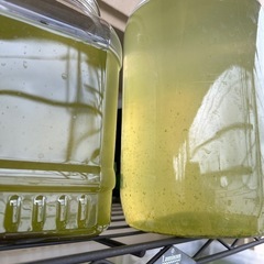 みじんこの画像