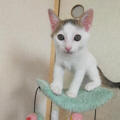 🍀譲渡会🍀前髪決まってるね！なつくん✩