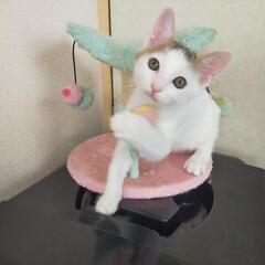 🍀譲渡会🍀前髪決まってるね！なつくん✩ - 猫