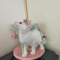 🍀譲渡会🍀前髪決まってるね！なつくん✩ - 里親募集