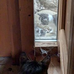 庭で野良猫が子どもを産んだようです。