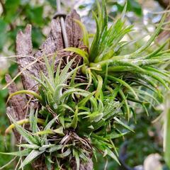 売切れ【Tillandsia】ionantha Costa Ri...
