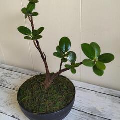 【💖Thankyou💖】🌿パンダガジュマル🌿/盆栽/植物の画像