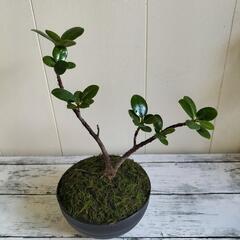 【💖Thankyou💖】🌿パンダガジュマル🌿/盆栽/植物の画像