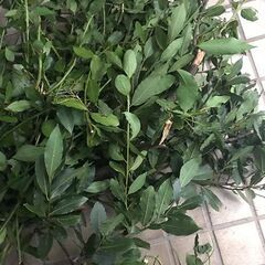 ローリエ（月桂樹）の枝葉