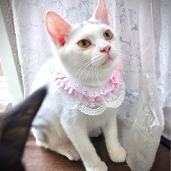 天使の輪🪽はなこちゃん♀4ヶ月半 - 葛飾区