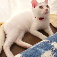 天使の輪🪽はなこちゃん♀4ヶ月半 − 東京都