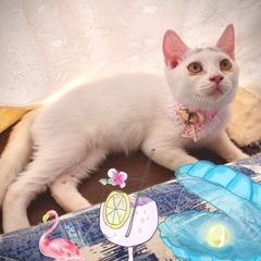天使の輪🪽はなこちゃん♀4ヶ月半 - 猫