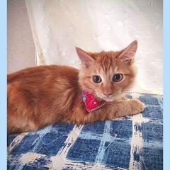 茶々丸くん♂はにかみやのぼきゅ🐱よろちくです