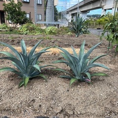 【決まりました】アガベ　　　　アメリカーナ