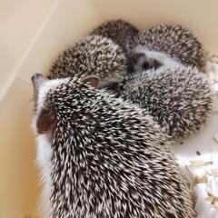 ペットと快適な暮らし
