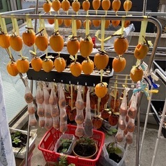 求む、渋柿(^^)干し柿をたくさん作りたいです。 - 神戸市