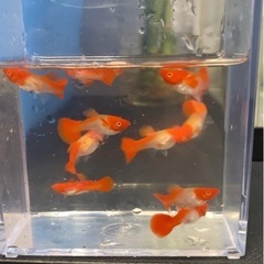 グッピーの画像