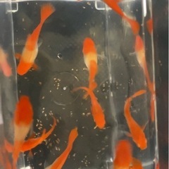 グッピーの画像