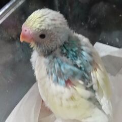 手乗りセキセイ２５日その後 - ペット