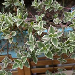 特記事項必読してね★多肉植物、観葉植物