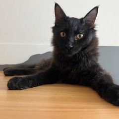 黒猫　ぽんず　男の子