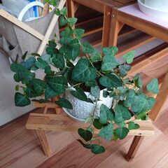 ハートヘデラ鉢ごとお譲りします！