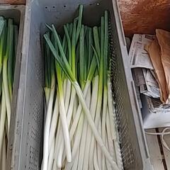 剥き損じ新鮮ねぎお譲りします🙇⤵️の画像