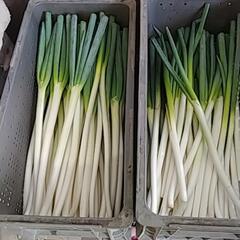 剥き損じ新鮮ねぎお譲りします🙇⤵️の画像