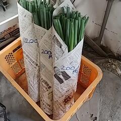 剥き損じ新鮮ねぎお譲りします🙇⤵️の画像