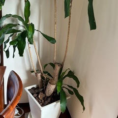 観葉植物
