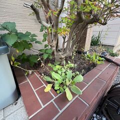 自宅前の枝処理を行なっていただける方いませんか？