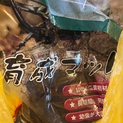 コクワガタの画像