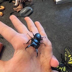 コクワガタの画像