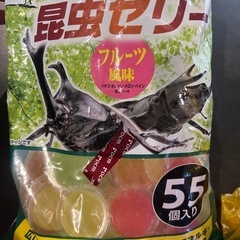 コクワガタの画像