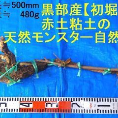 名水の里！黒部産【初堀り】赤土粘土の天然自然薯 ≒500mm ≒...