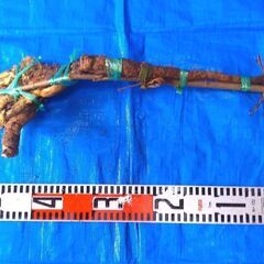名水の里！黒部産【初堀り】赤土粘土の天然自然薯 ≒500mm ≒430ｇの画像