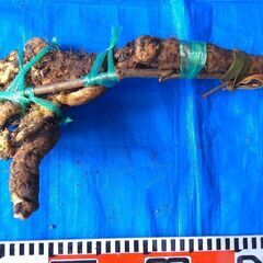 名水の里！黒部産【初堀り】赤土粘土の天然自然薯 ≒500mm ≒430ｇの画像