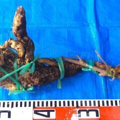 名水の里！黒部産【初堀り】赤土粘土の天然自然薯 ≒500mm ≒430ｇの画像
