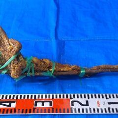 名水の里！黒部産【初堀り】赤土粘土の天然自然薯 ≒500mm≒650ｇの画像