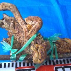 名水の里！黒部産【初堀り】赤土粘土の天然自然薯 ≒500mm≒650ｇの画像