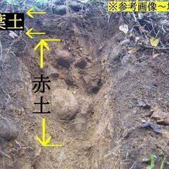 名水の里！黒部産【初堀り】赤土粘土の天然自然薯 ≒500mm≒650ｇの画像