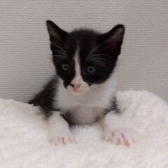 生後5週程　白クロ子猫里親さん募集します🐈 - 横浜市